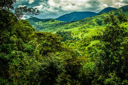 Panama geisha coffee beans - panama,